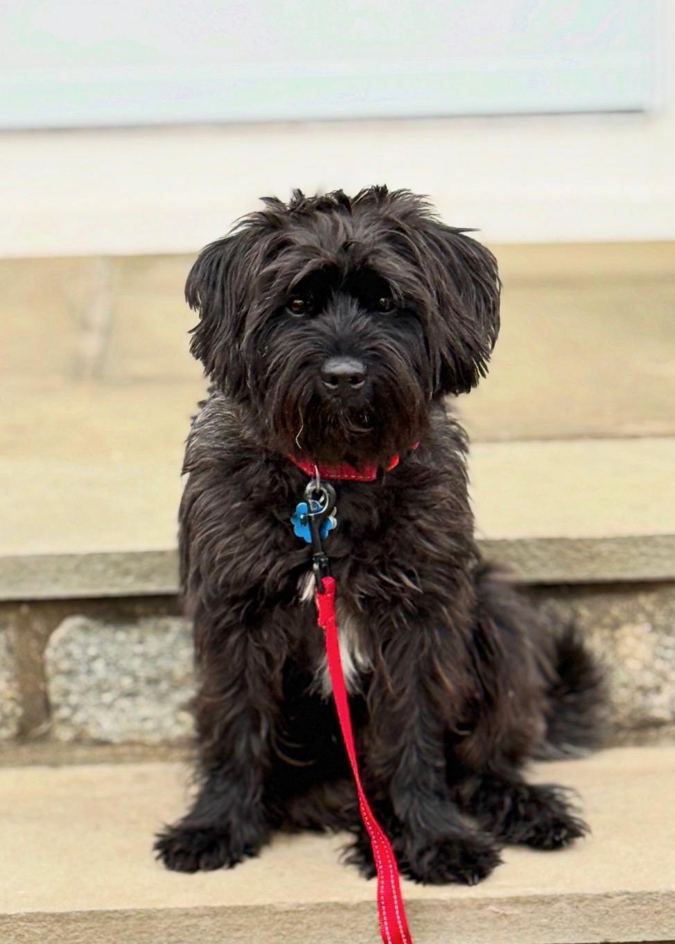 Enlarge Ralphy, an adoptable mixed breed in Thornwood, NY image 2/6