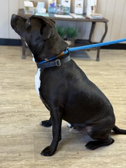 Coffee, Adoptable, Adult Male Pit Bull Terrier & Mixed Breed.