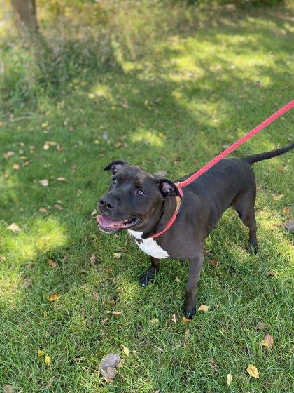 Enlarge Coffee, a Adoptable mixed breed in Fergus Falls, MN image 2/3