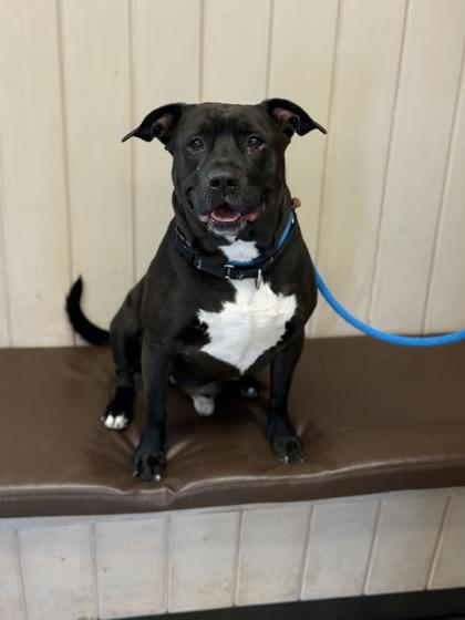 Enlarge Coffee, a Adoptable mixed breed in Fergus Falls, MN image 1/3
