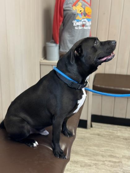 Enlarge Coffee, a Adoptable mixed breed in Fergus Falls, MN image 2/3