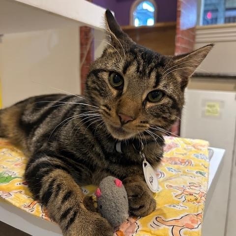 Kai, a Adoptable Tabby in East Brunswick, NJ image 2/6