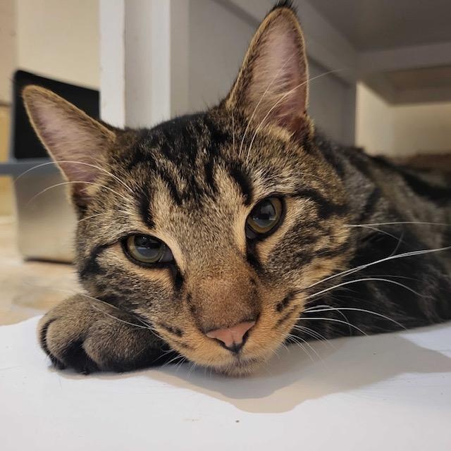 Kai, a Adoptable Tabby in East Brunswick, NJ image 3/6