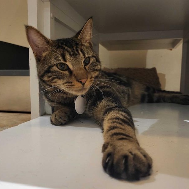 Kai, a Adoptable Tabby in East Brunswick, NJ image 4/6