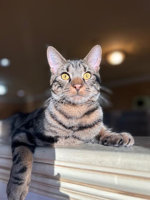 Kai, a Adoptable Tabby in East Brunswick, NJ image 5/6