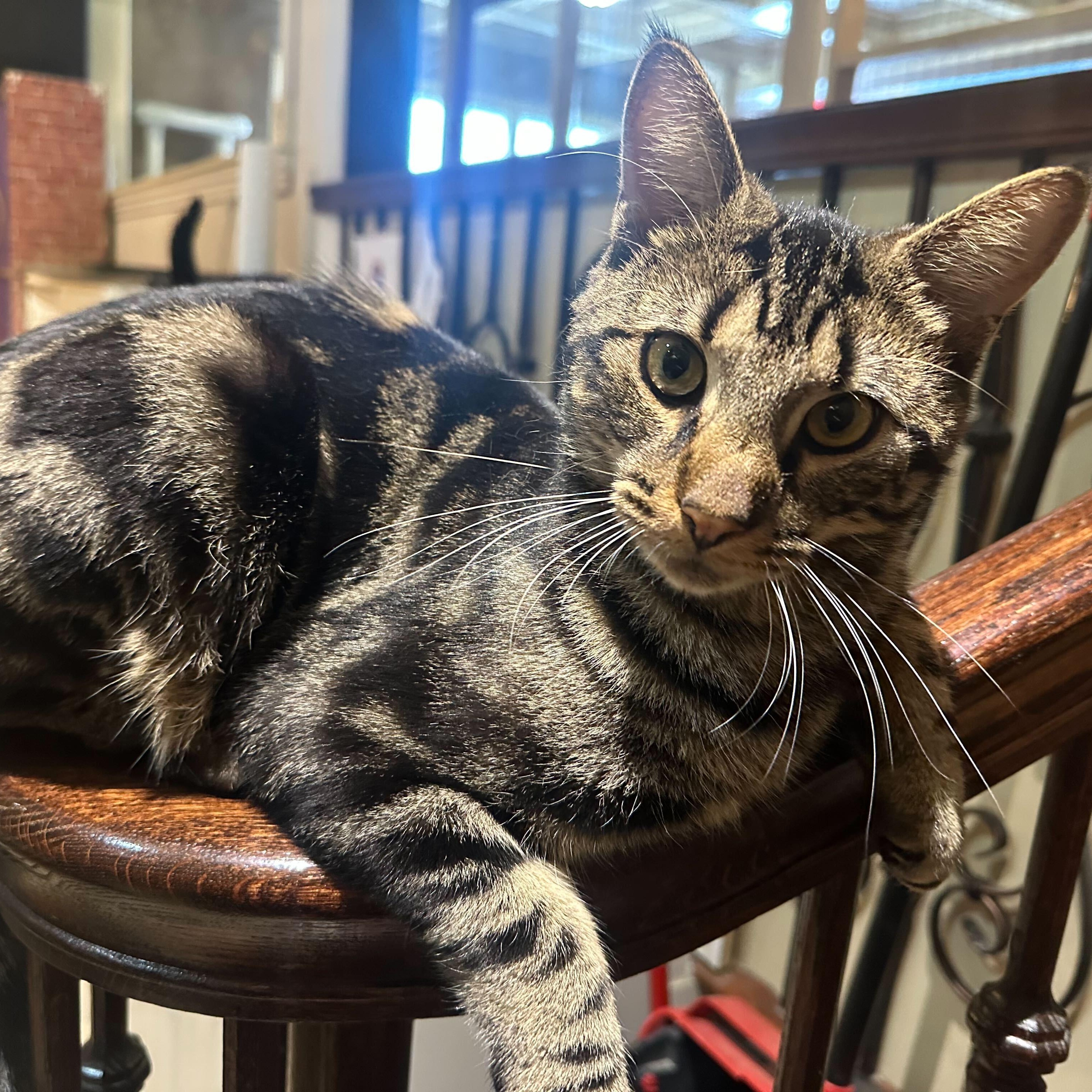 Kai, a Adoptable Tabby in East Brunswick, NJ image 6/6