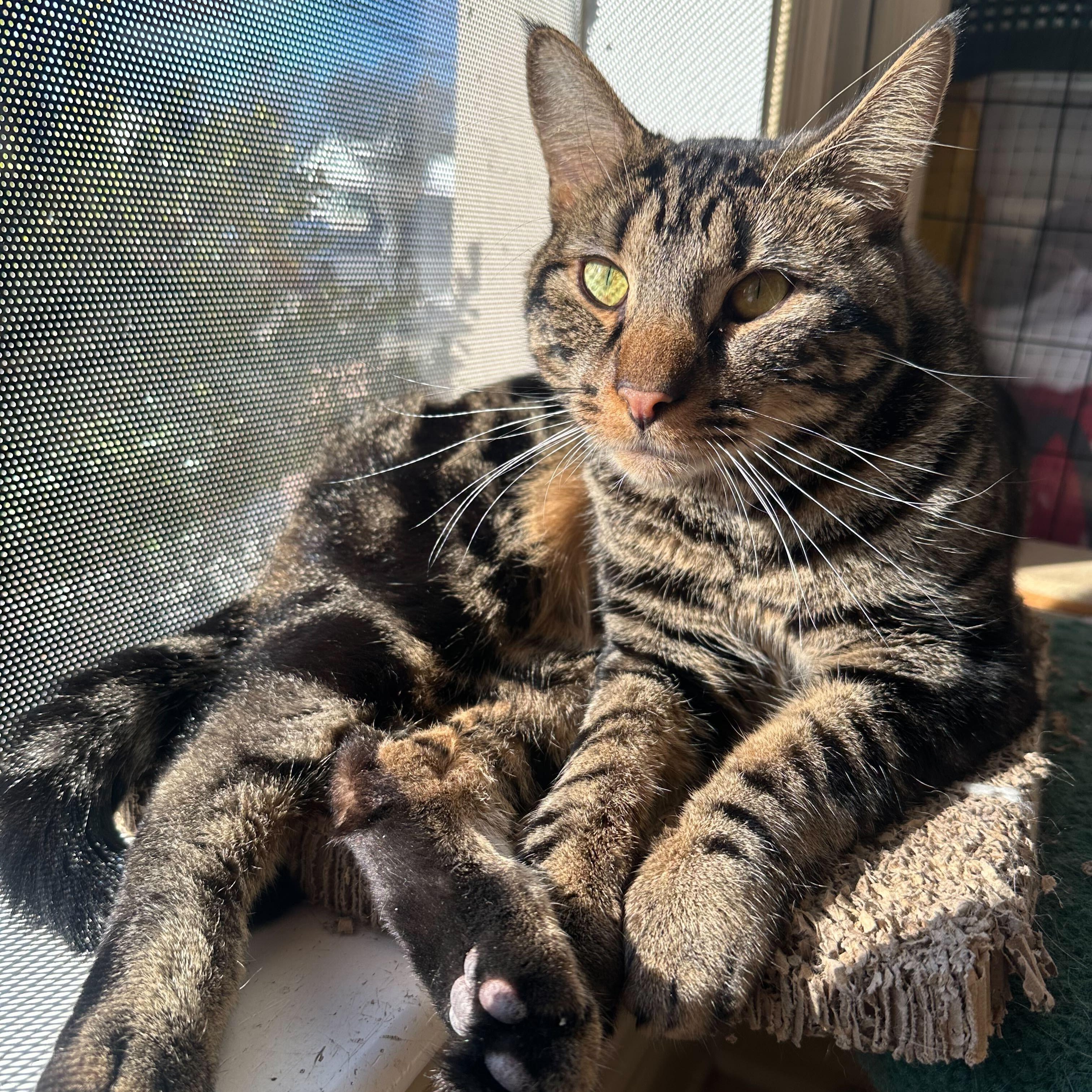 Kai, a Adoptable Tabby in East Brunswick, NJ image 6/6