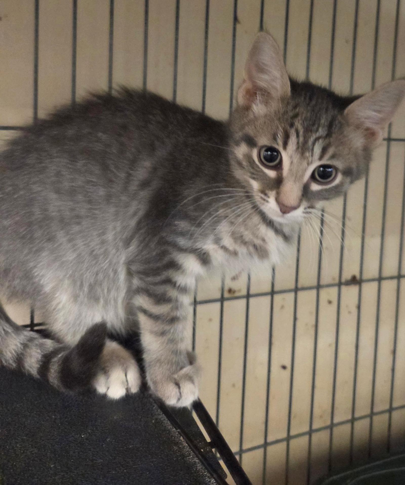 SPUMONI, Adoptable, Kitten Male Tabby.