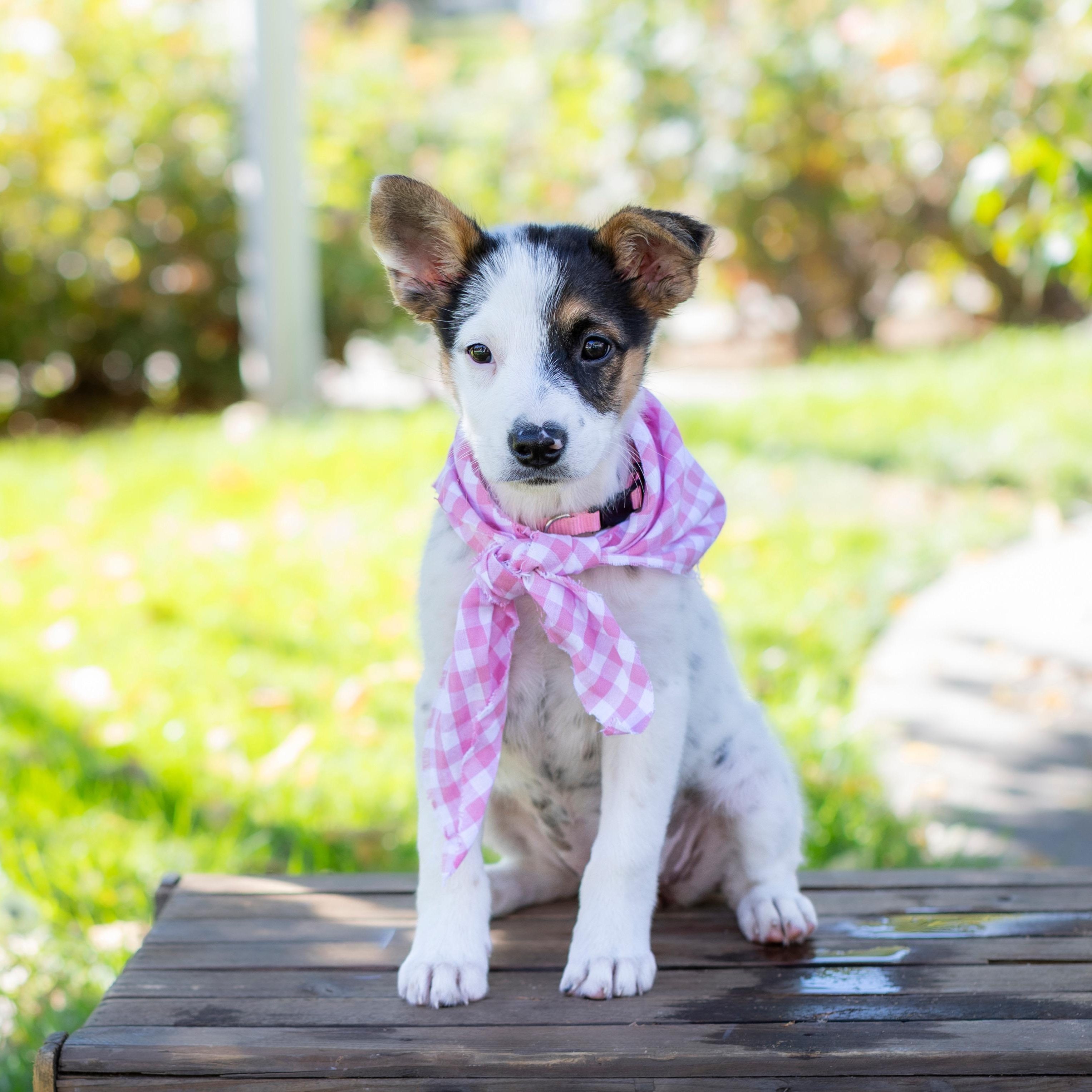 Enlarge Skelly, a Adoptable mixed breed in Brentwood, CA image 2/3