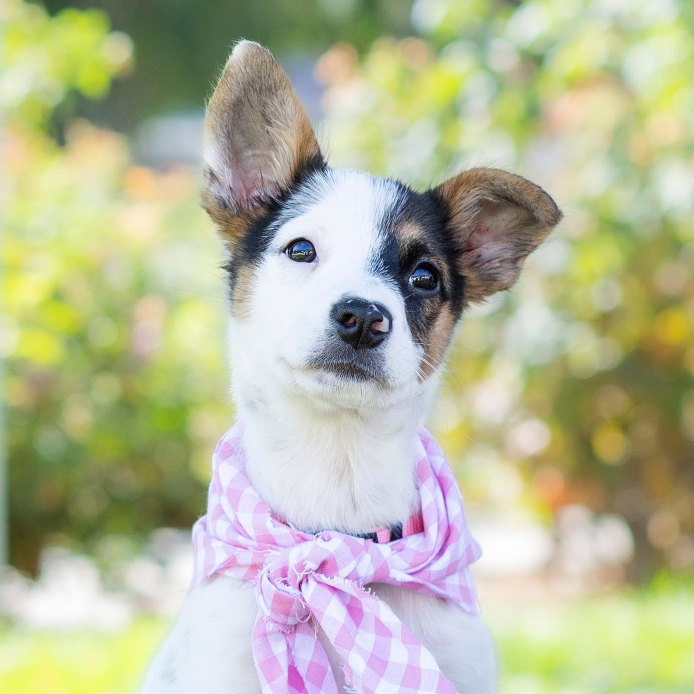 Skelly, Adoptable, Puppy Male Australian Cattle Dog / Blue Heeler.