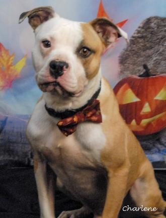 Enlarge Pupward Scissorpaws, a Adoptable mixed breed in Newland, NC image 1/4