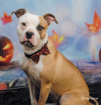 Pupward Scissorpaws, Adoptable, Young Male Boxer.