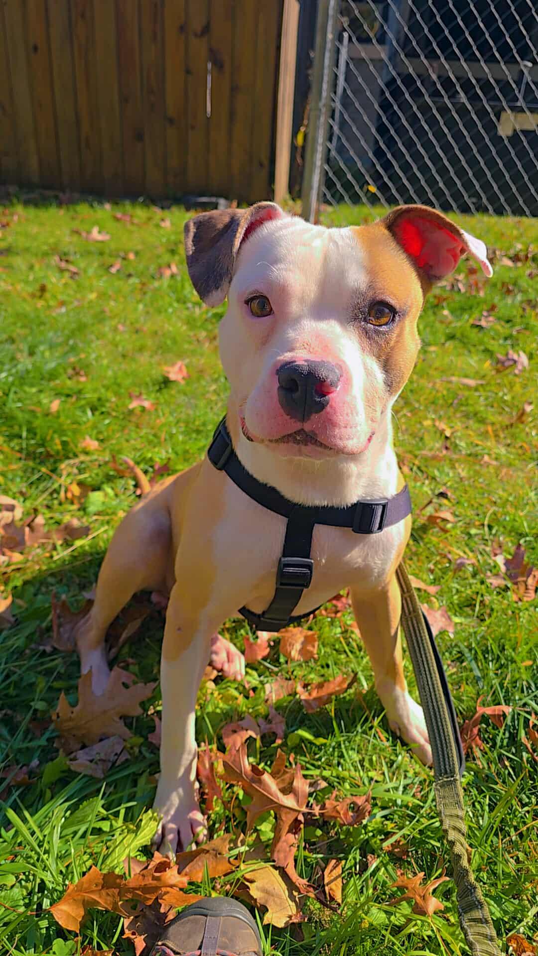 Enlarge Pupward Scissorpaws, a Adoptable mixed breed in Newland, NC image 3/4