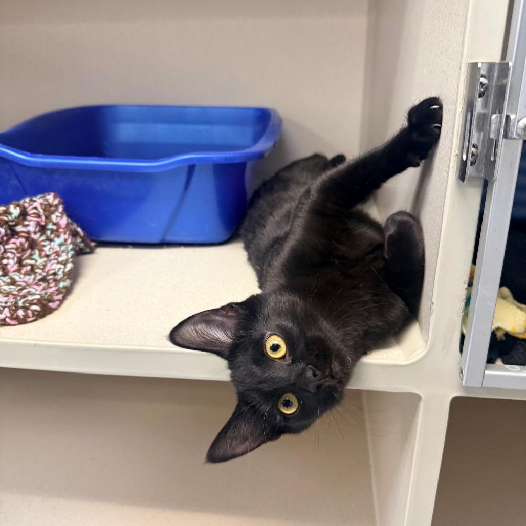 Shadow, Adoptable, Kitten Female Domestic Short Hair & Bombay.