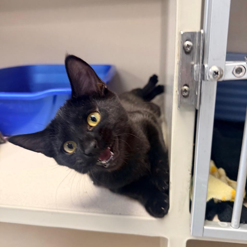 Enlarge Shadow, a Adoptable mixed breed in Great Falls, MT image 2/6