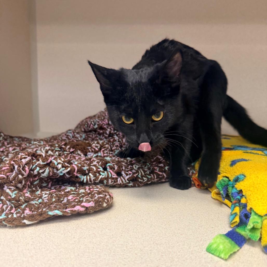 Enlarge Shadow, a Adoptable mixed breed in Great Falls, MT image 4/6