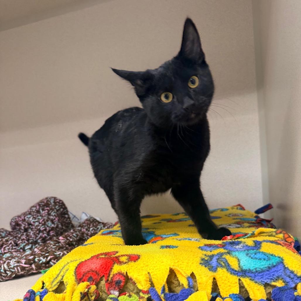 Enlarge Shadow, a Adoptable mixed breed in Great Falls, MT image 5/6