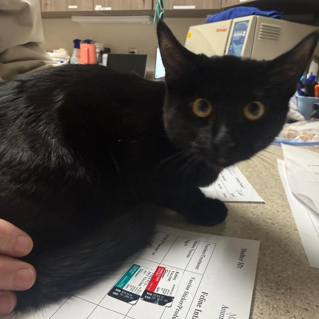 Enlarge Shadow, a Adoptable mixed breed in Great Falls, MT image 6/6