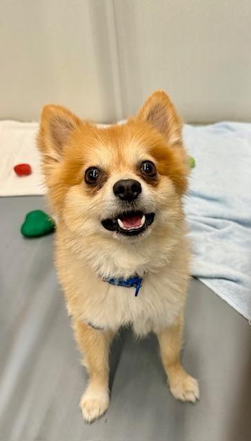 Dash, adopted, Adult Male Pomeranian.