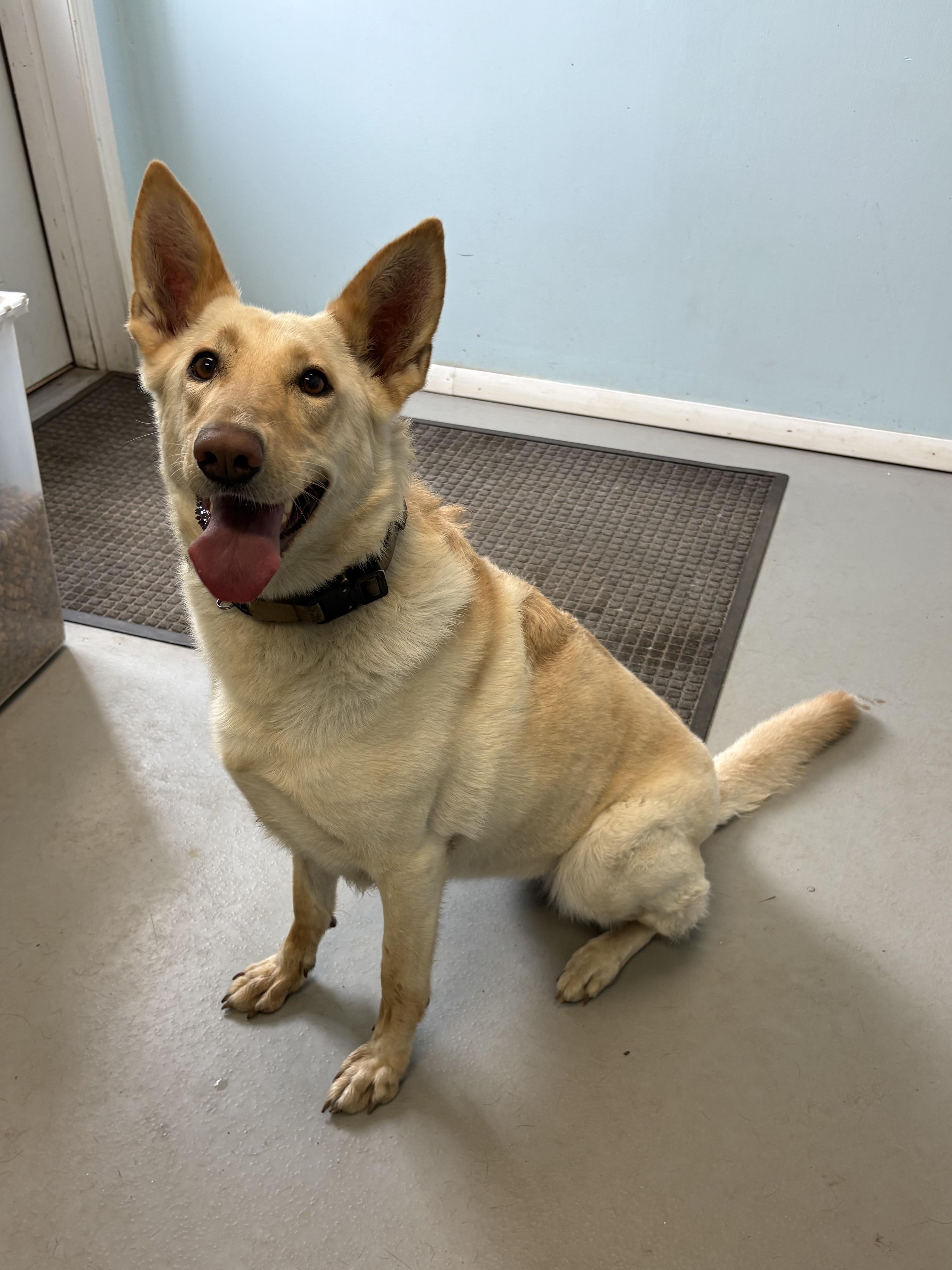 Enlarge Aurora, a ADOPTABLE mixed breed in Big Rapids, MI image 3/3