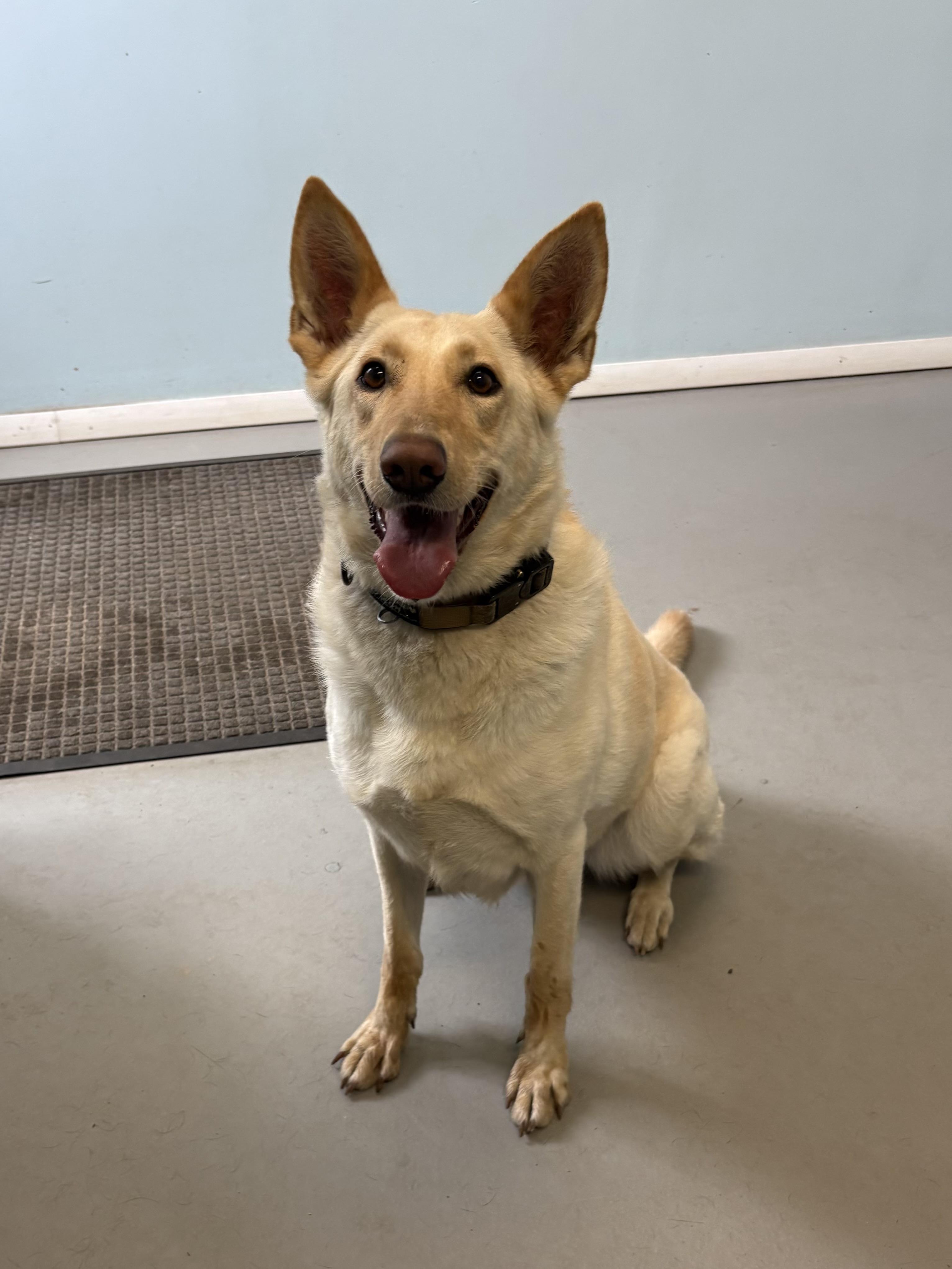 Enlarge Aurora, a ADOPTABLE mixed breed in Big Rapids, MI image 2/3