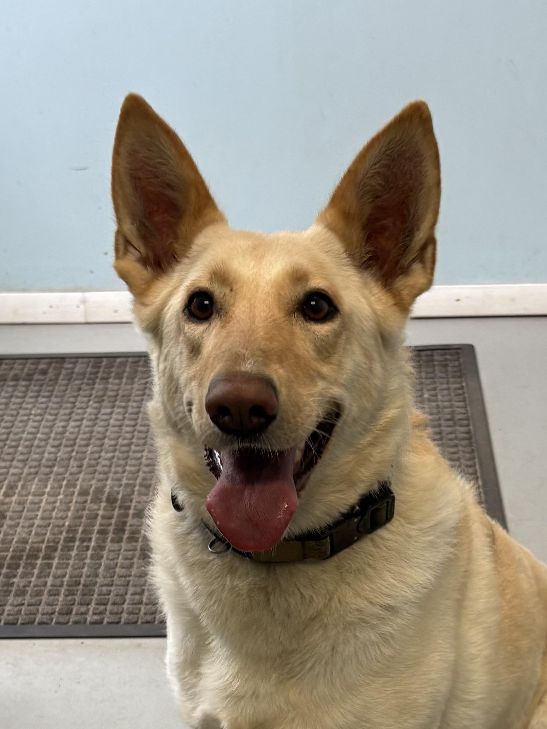 Enlarge Aurora, a ADOPTABLE mixed breed in Big Rapids, MI image 1/3