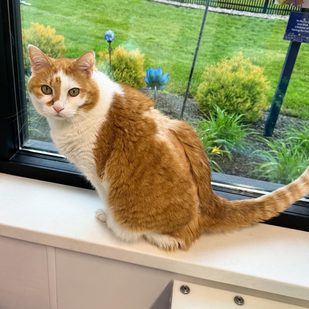 Leroy, Adoptable, Senior Male Domestic Short Hair.