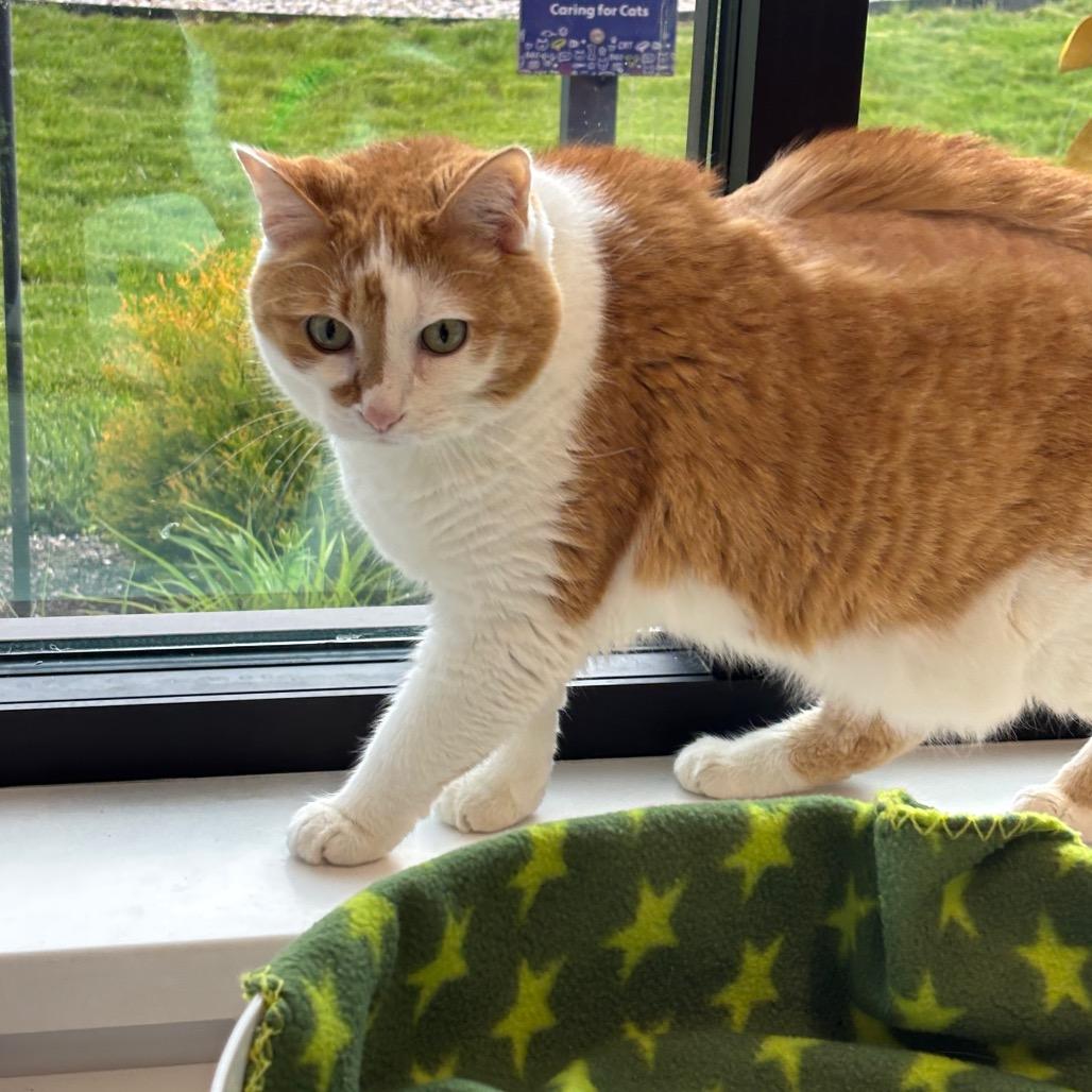Enlarge Leroy, a Adoptable Domestic Short Hair in Fort Wayne, IN image 2/4