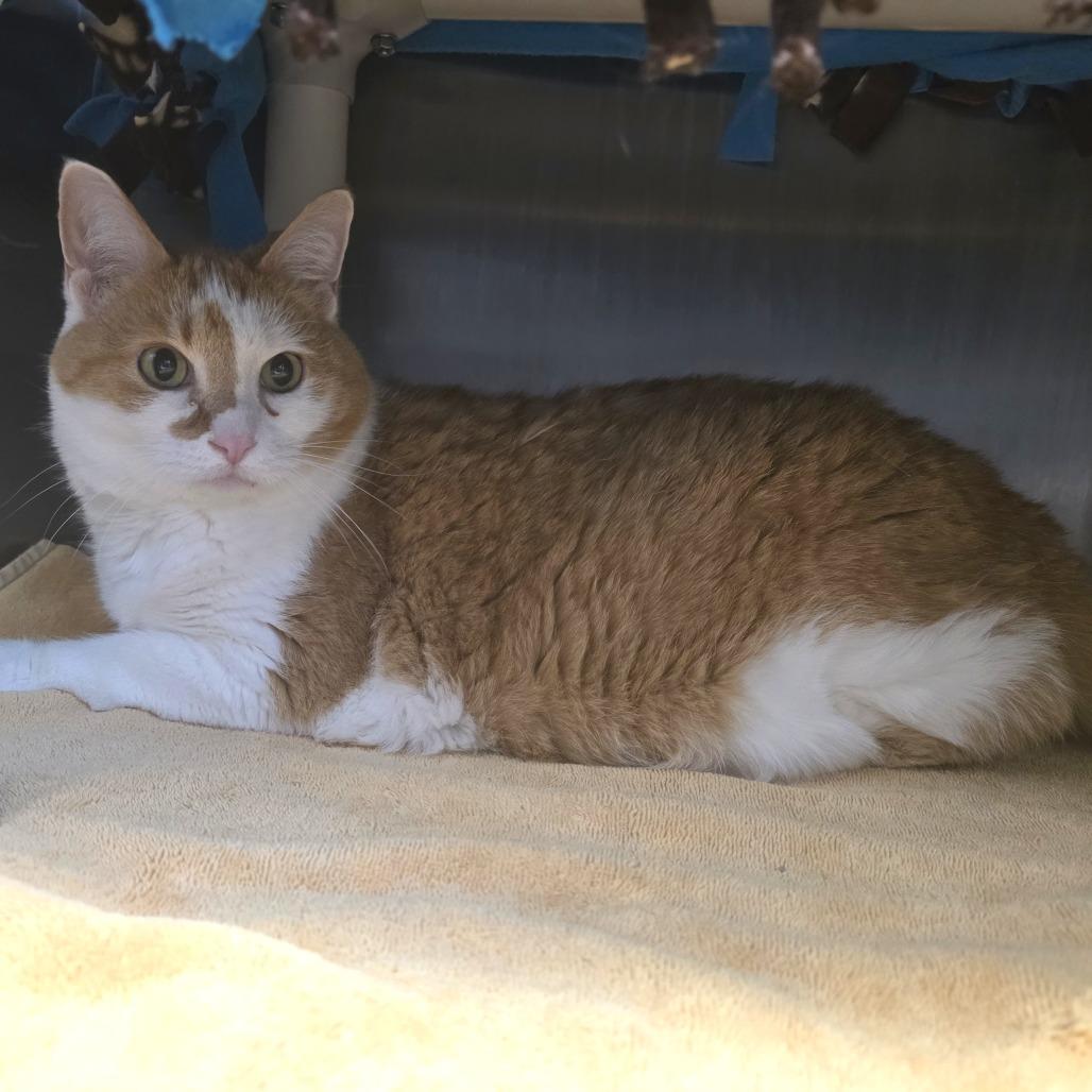 Enlarge Leroy, a Adoptable Domestic Short Hair in Fort Wayne, IN image 3/4