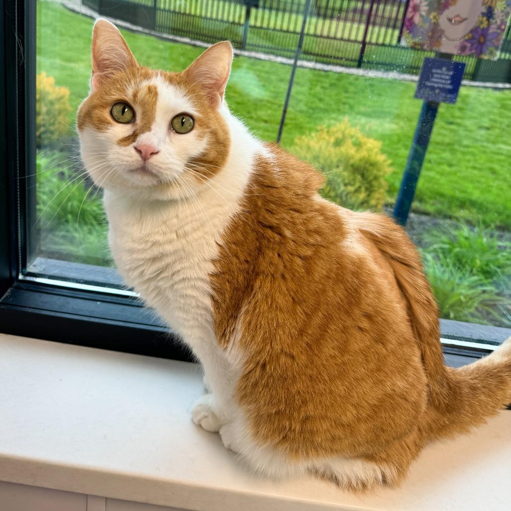 Enlarge Leroy, a Adoptable Domestic Short Hair in Fort Wayne, IN image 4/4