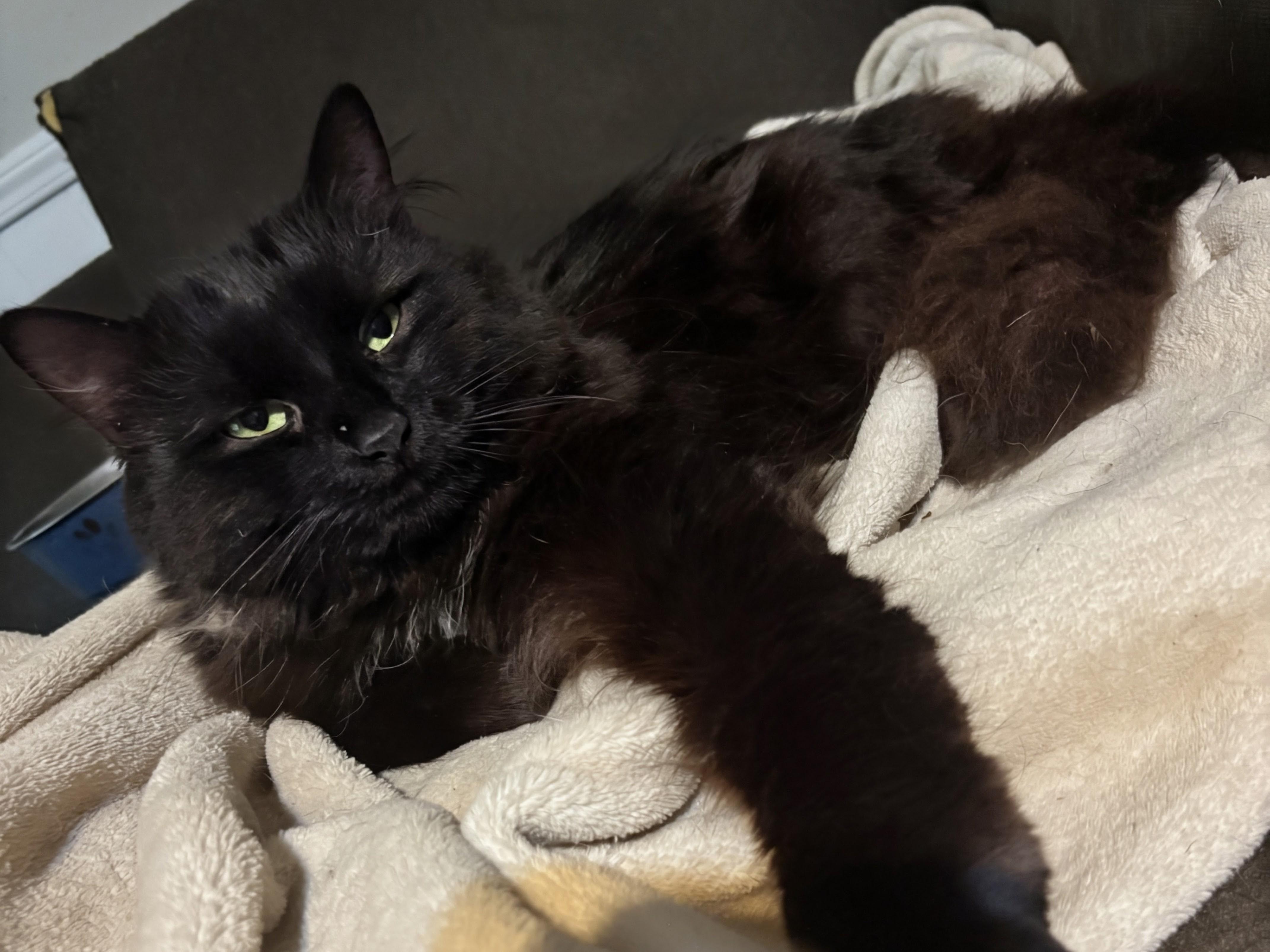 Enlarge Beetlejuice , a ADOPTABLE mixed breed in Blacksburg, VA image 3/5