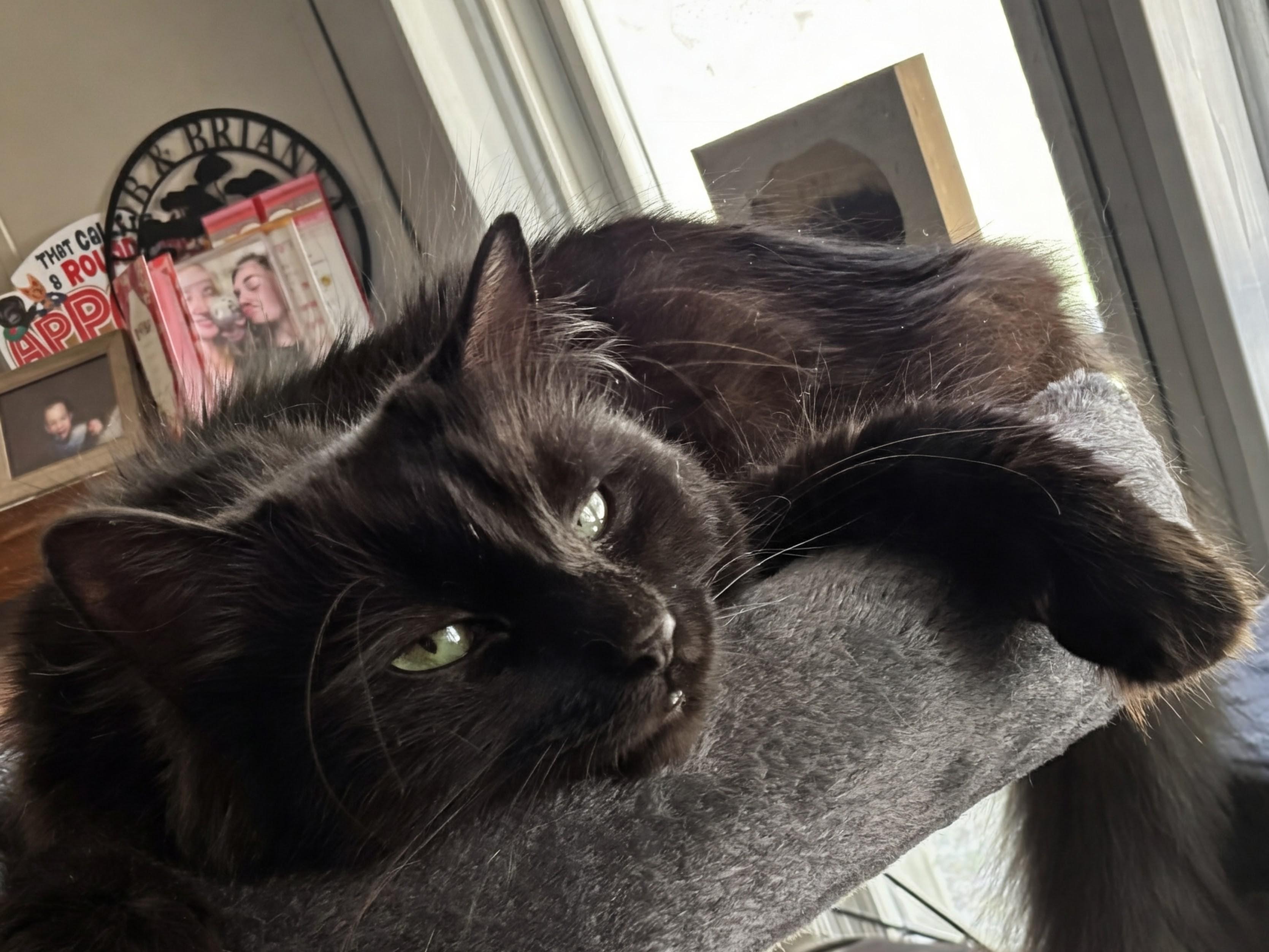 Enlarge Beetlejuice , a ADOPTABLE mixed breed in Blacksburg, VA image 4/5