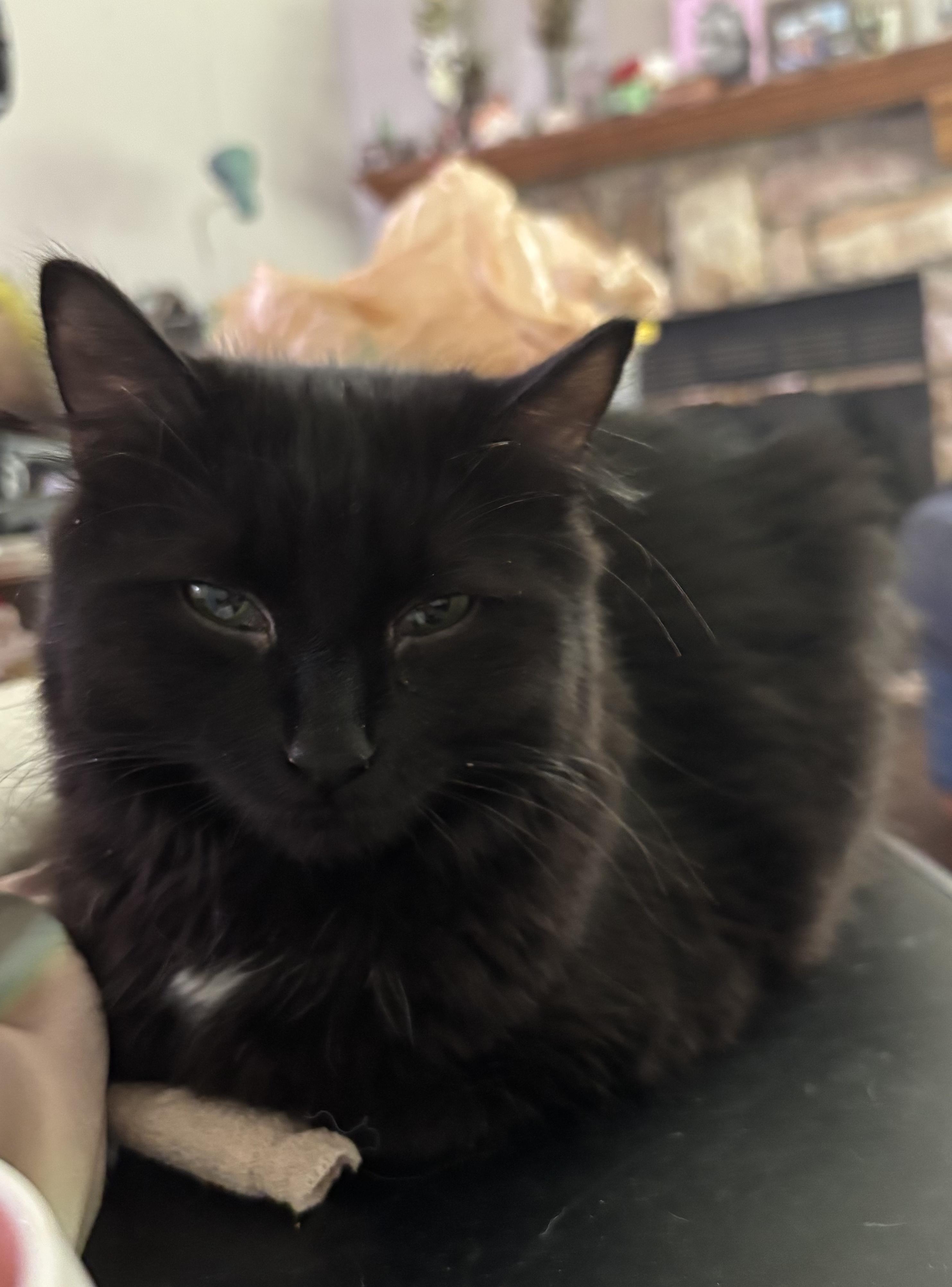 Enlarge Beetlejuice , a ADOPTABLE mixed breed in Blacksburg, VA image 5/5