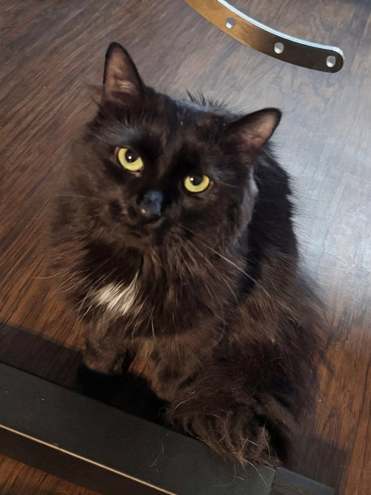 Enlarge Beetlejuice , a ADOPTABLE mixed breed in Blacksburg, VA image 1/5