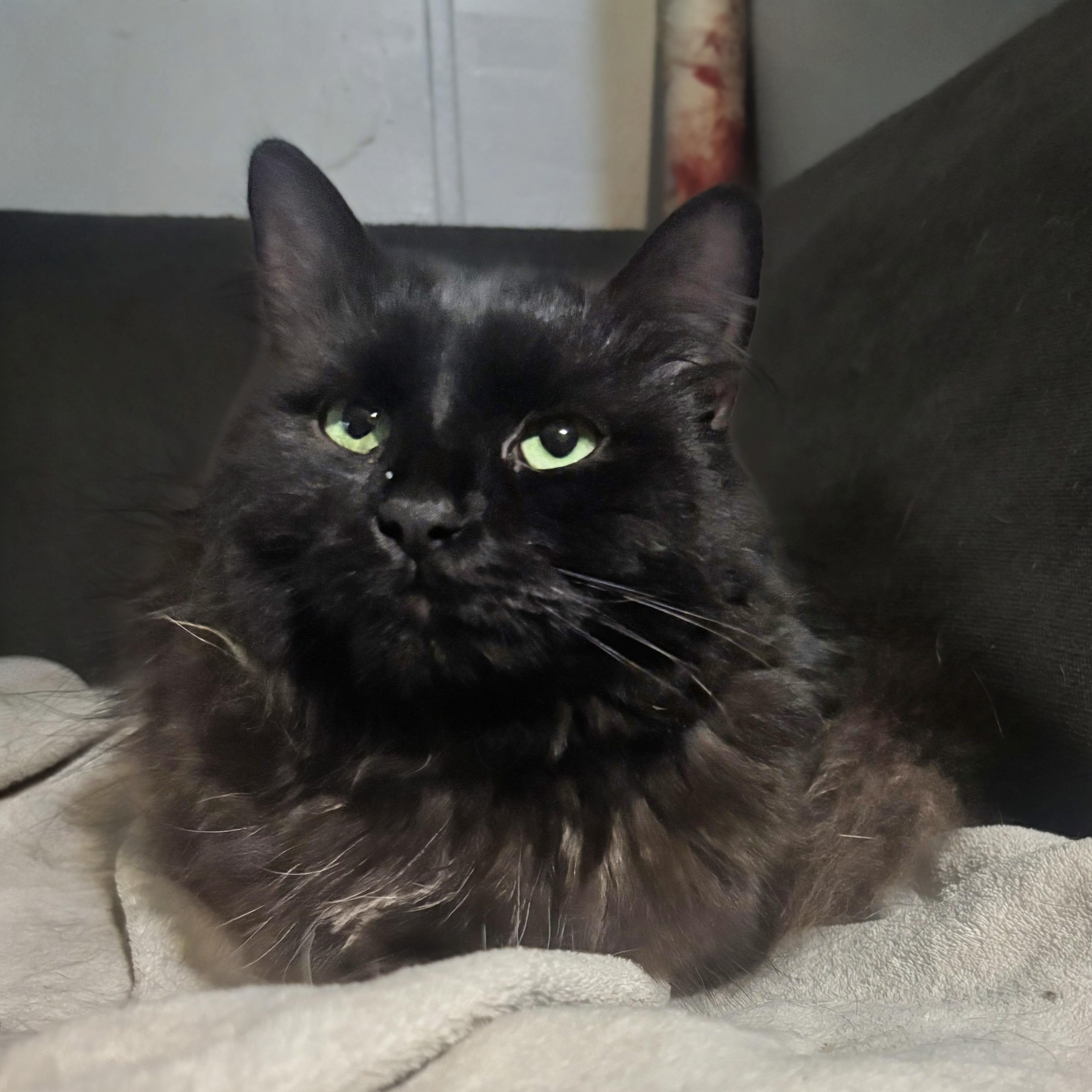 Enlarge Beetlejuice , a ADOPTABLE mixed breed in Blacksburg, VA image 2/5