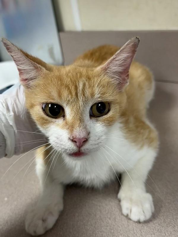 Unique, Adoptable, Adult Female Domestic Short Hair.