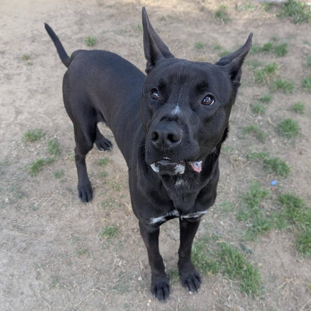 BUZZ Available NOW - ADOPTION or RESCUE!, Adoptable, Young Male Mixed Breed.