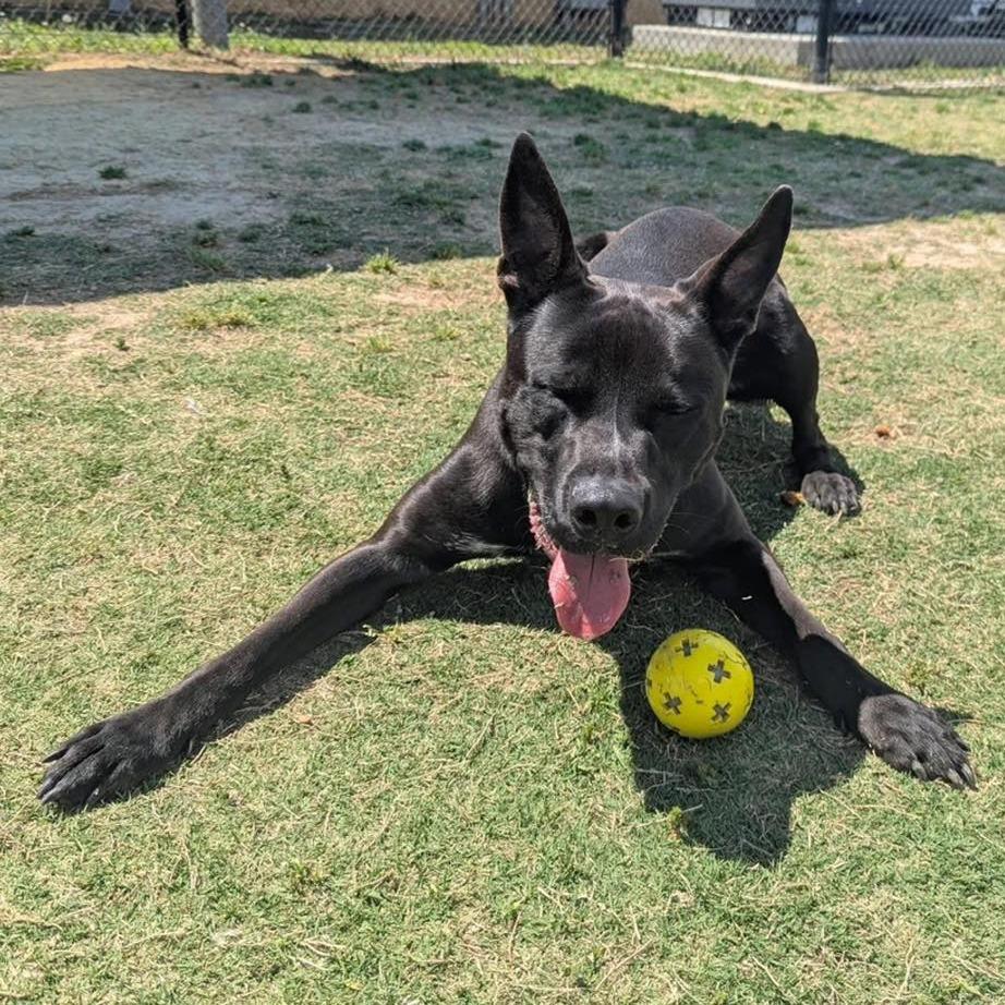 BUZZ Available NOW - ADOPTION or RESCUE!, a Adoptable Mixed Breed in Nashville, NC image 2/3