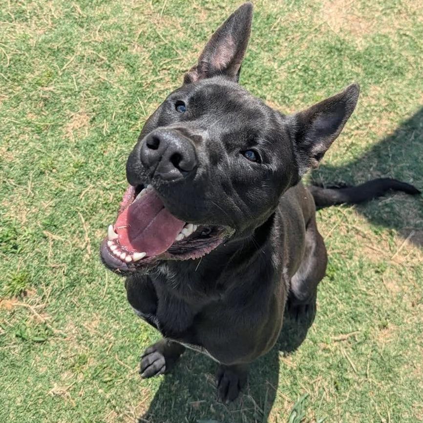 BUZZ Available NOW - ADOPTION or RESCUE!, a Adoptable Mixed Breed in Nashville, NC image 3/3