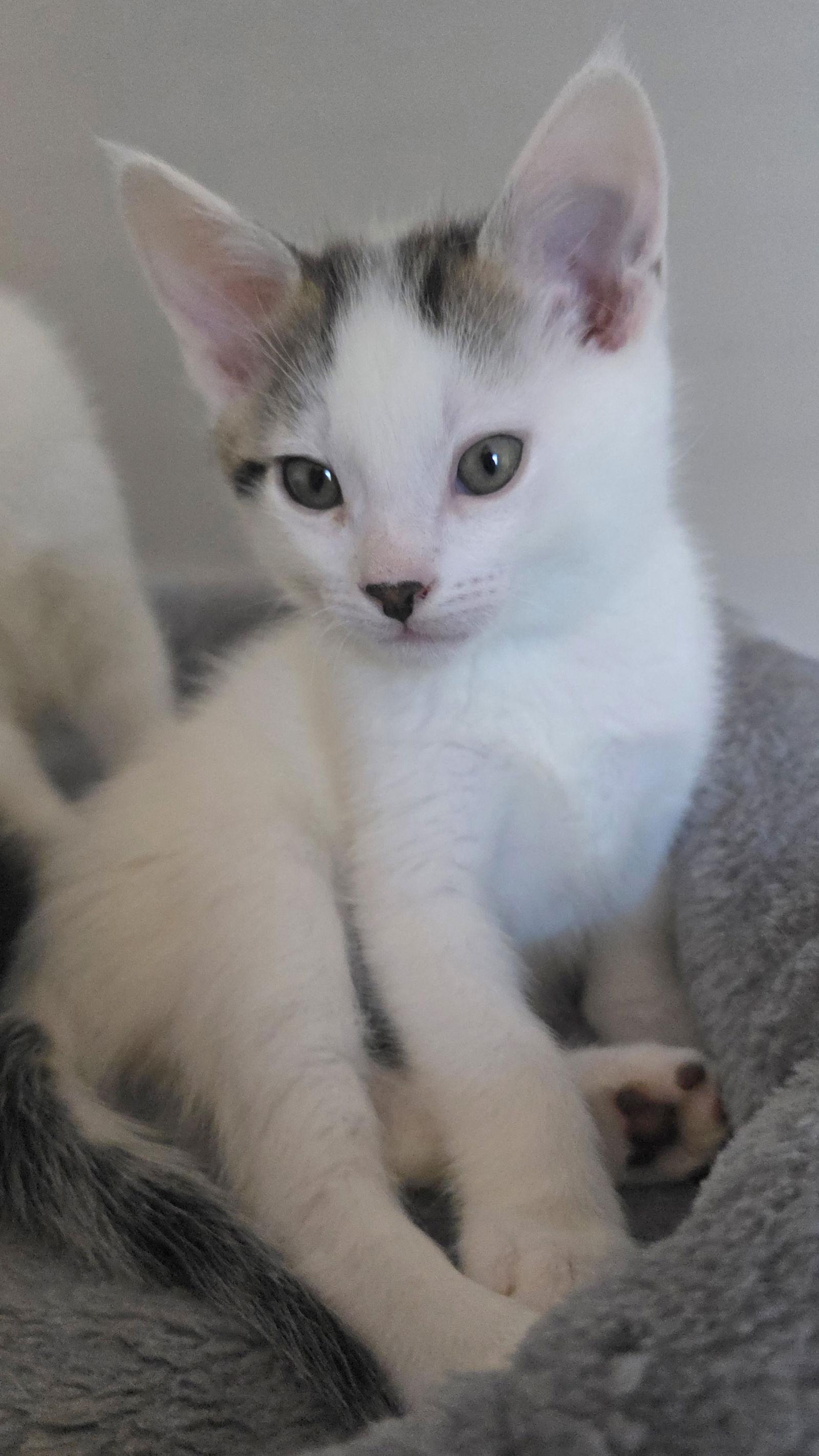 Nico, Adoptable, Kitten Male Domestic Short Hair & Tabby.