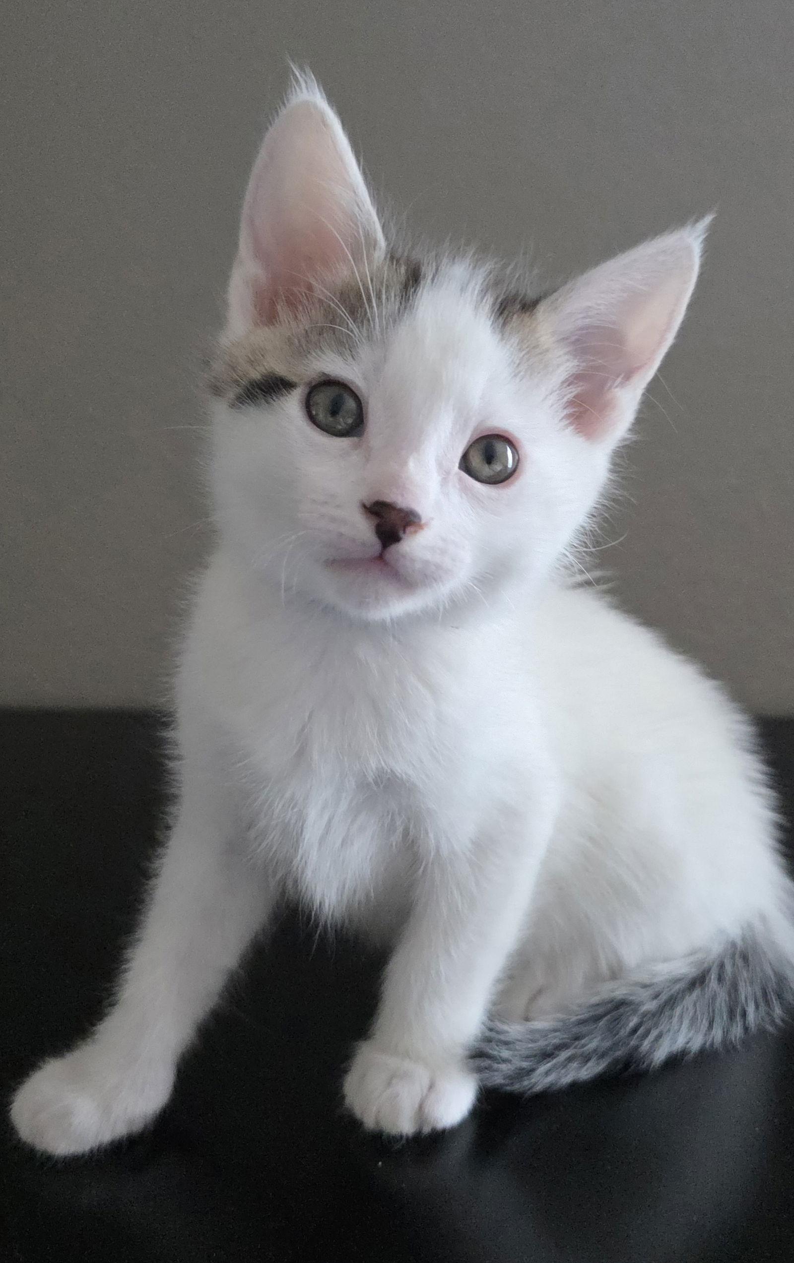 Enlarge Nico, a Adoptable mixed breed in Campbell, CA image 2/3