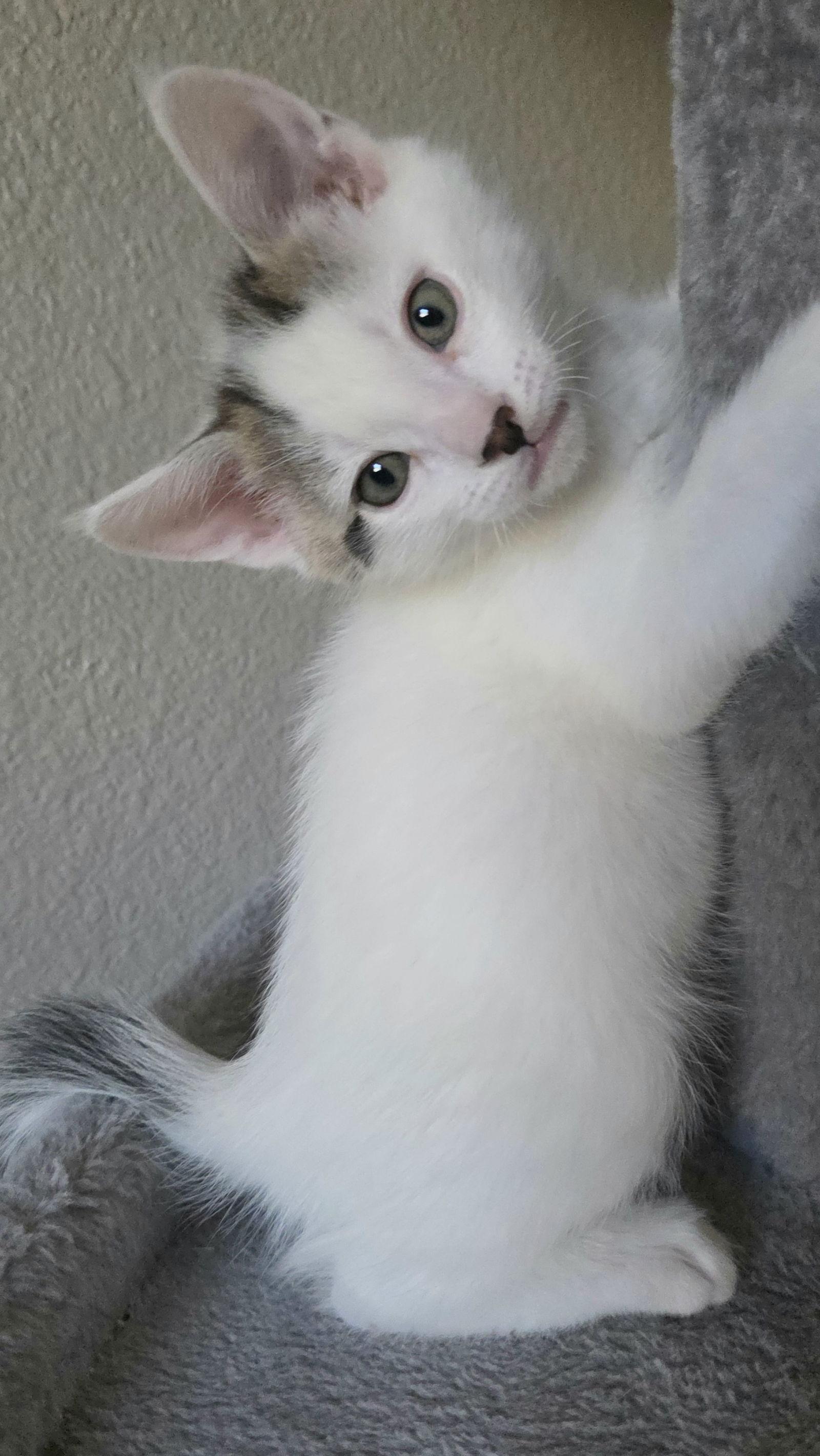 Enlarge Nico, a Adoptable mixed breed in Campbell, CA image 3/3