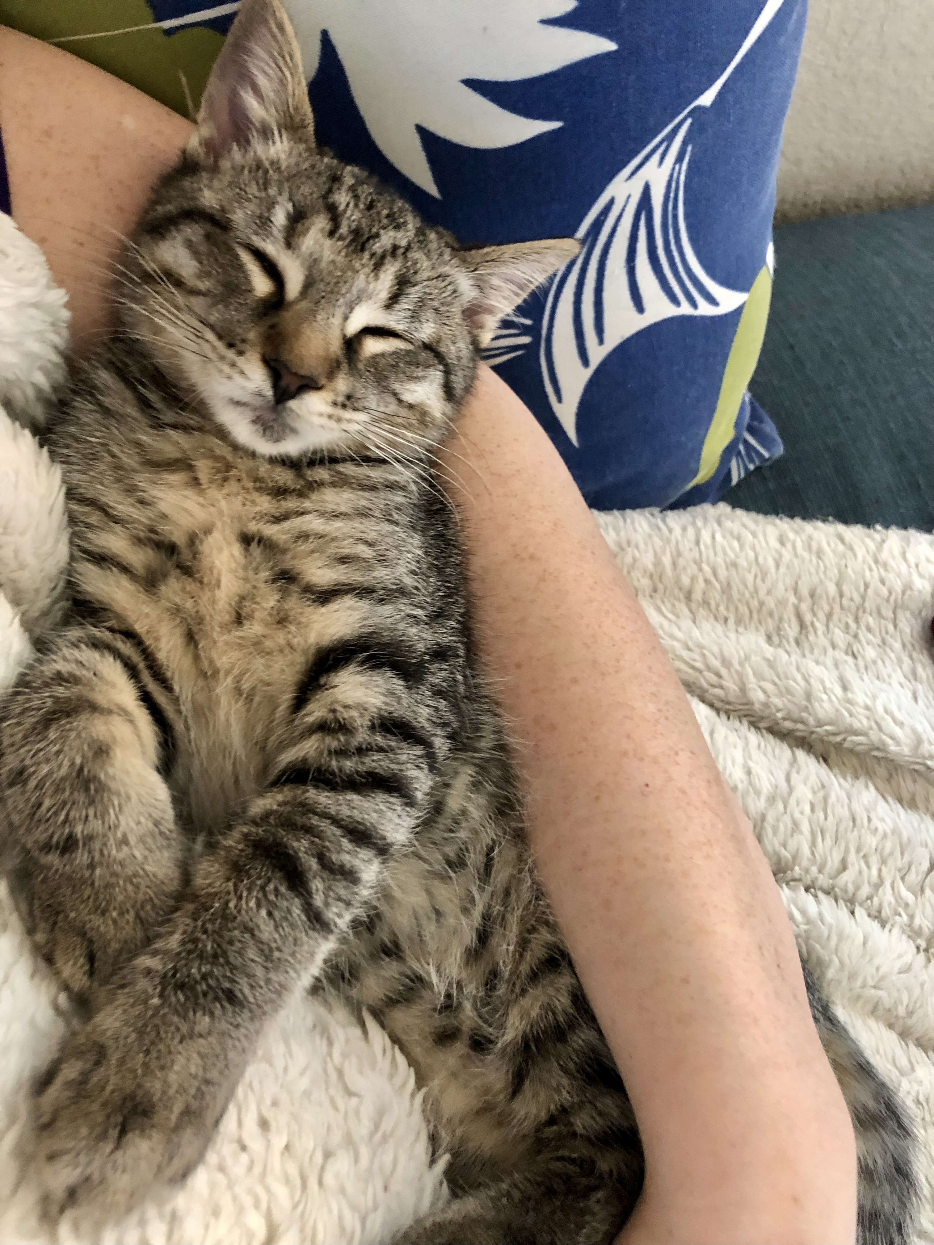 Enlarge Meepsqueak, a Adoptable Domestic Short Hair in Fort Worth, TX image 1/12