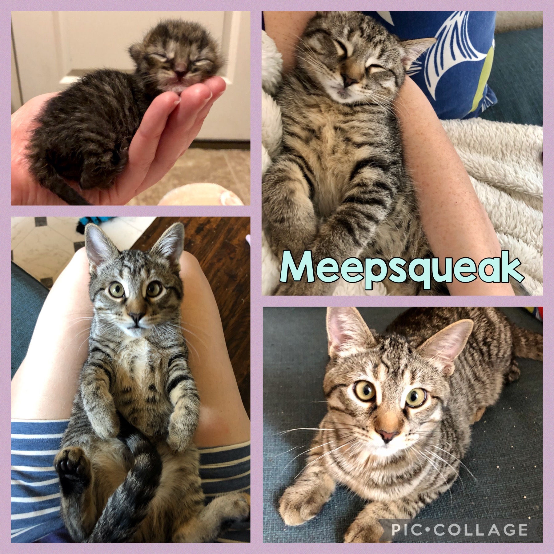 Meepsqueak — thumbnail 2