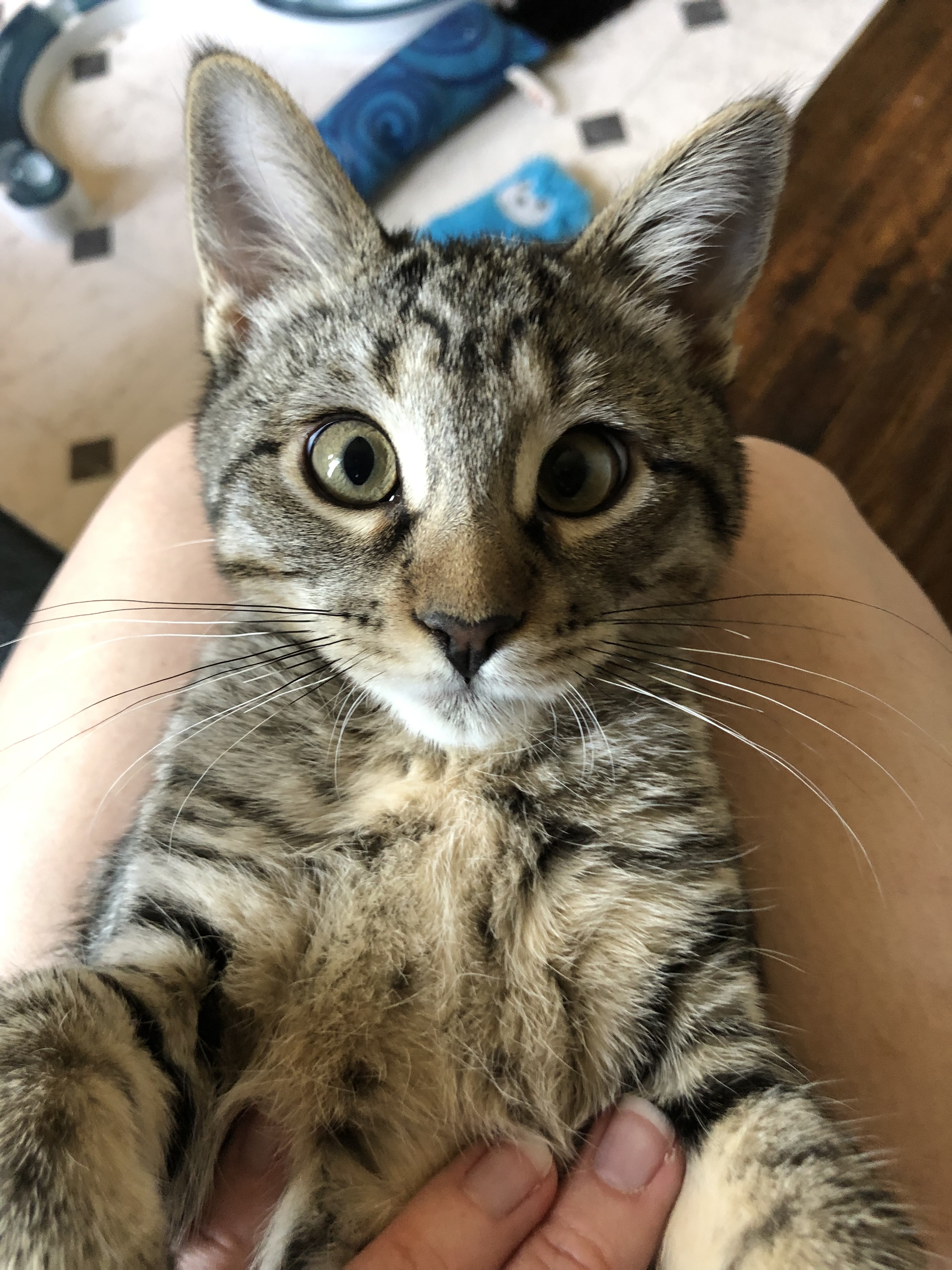 Enlarge Meepsqueak, a Adoptable Domestic Short Hair in Fort Worth, TX image 3/12