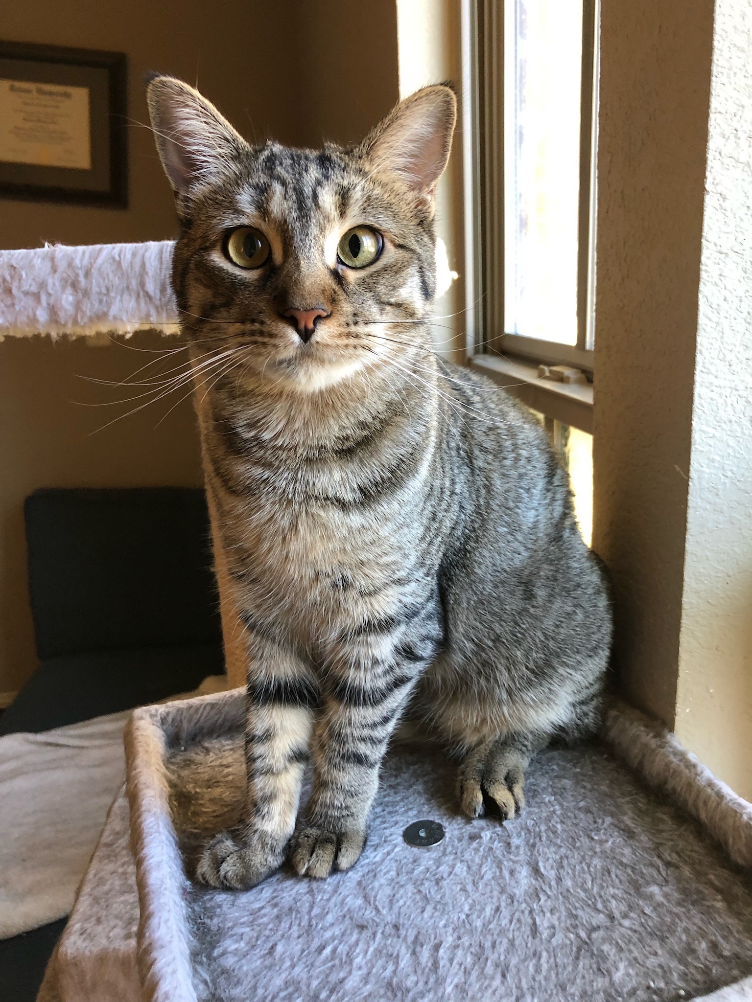 Enlarge Meepsqueak, a Adoptable Domestic Short Hair in Fort Worth, TX image 4/12