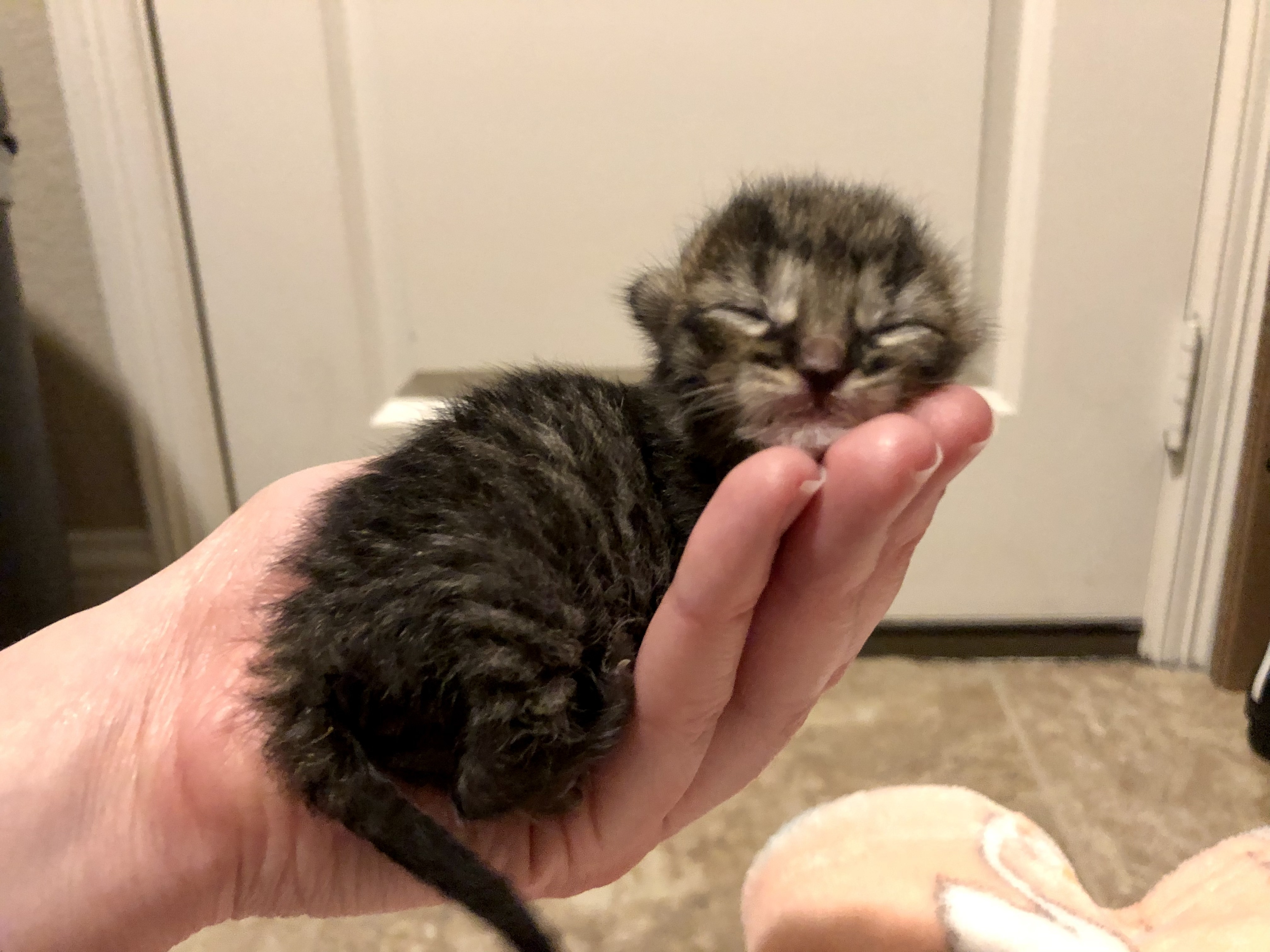 Enlarge Meepsqueak, a Adoptable Domestic Short Hair in Fort Worth, TX image 5/12