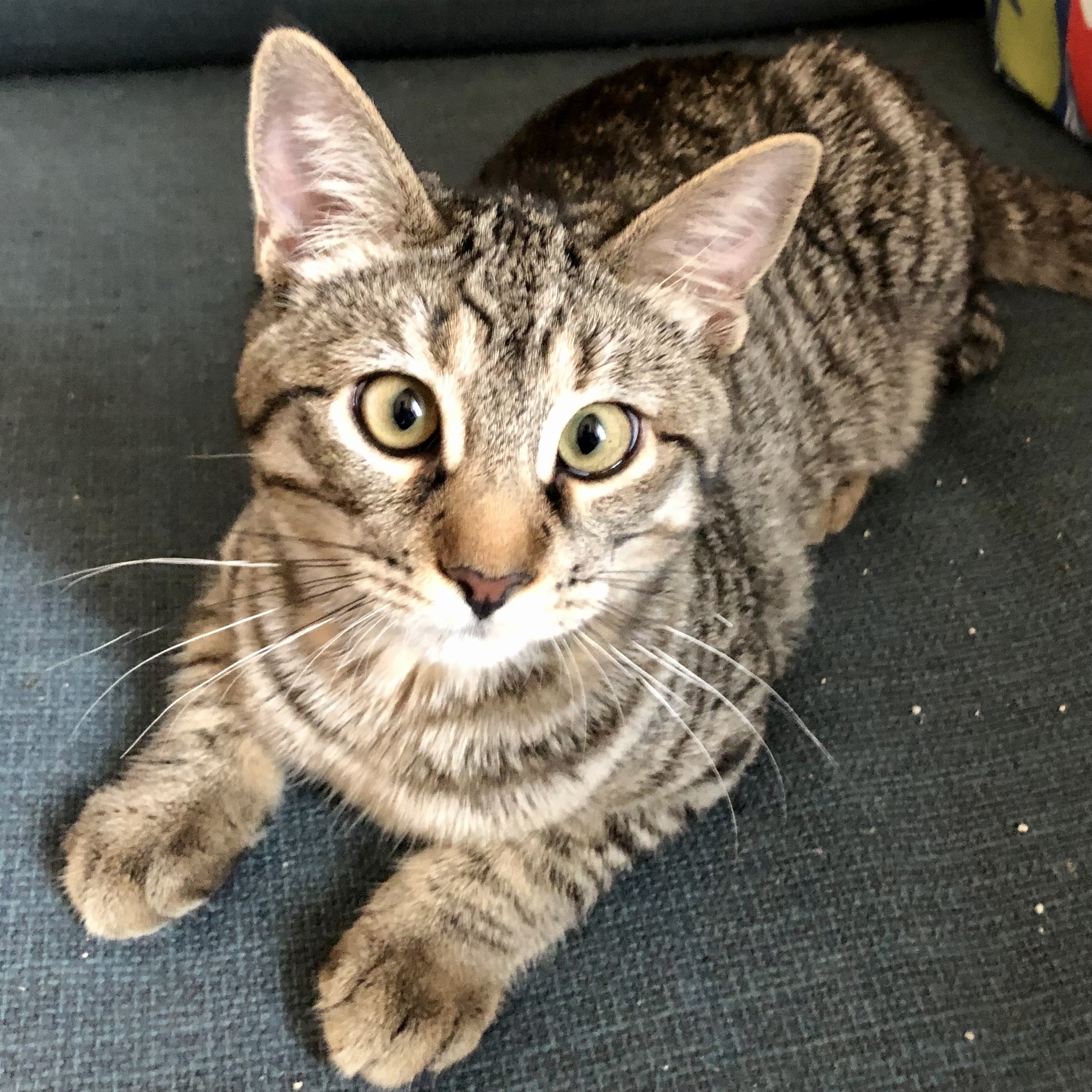 Enlarge Meepsqueak, a Adoptable Domestic Short Hair in Fort Worth, TX image 6/12