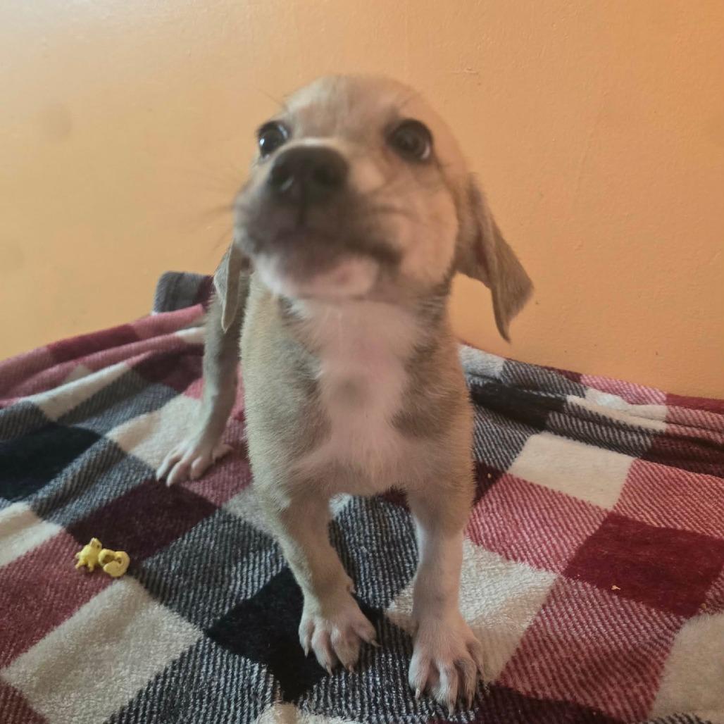 Neptune, Adoptable, Puppy Male Anatolian Shepherd & Mixed Breed.