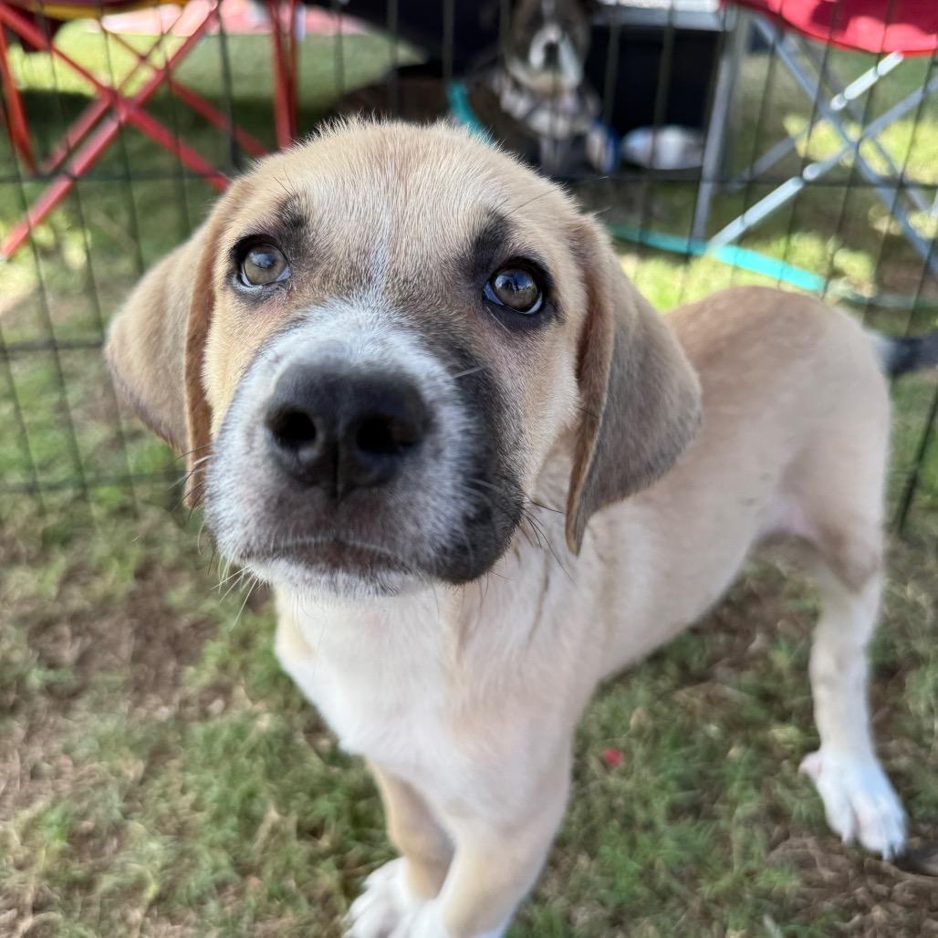 Enlarge Neptune, a Adoptable mixed breed in Aberdeen, NC image 2/6